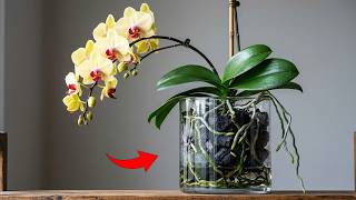 I Stopped Using Orchid Soil… The Results After 30 Days Shocked Me! (New Roots Everywhere)