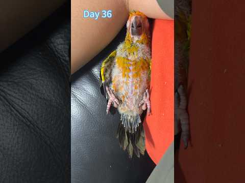 Baby Sun Conure, changes from 15 days to 365 days  #sunconure