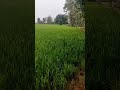 Vayalveli