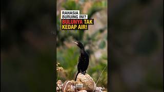 Download lagu This Black Bird Has a Strange Secret ‼️#shorts #viralshorts mp3