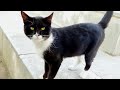 Hungry Tuxedo Cat Look Like Batman And Incredibly Cute Tuxedocats Hungrycats Landofcats