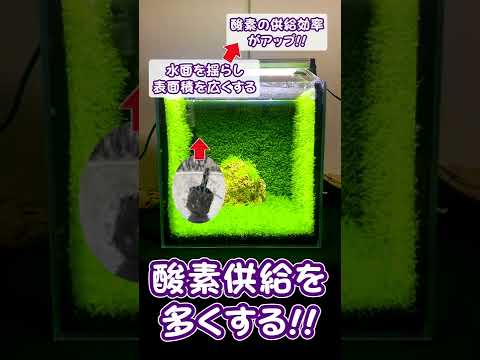 換気とエアレーション: 酸素が芝生に取り込まれる仕組みです。 トピックス