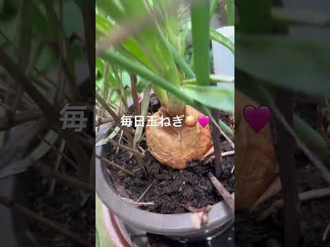 なぜ蘭にタマネギを入れるのですか？成長と開花を活性化するための4つの奇跡的なヒント  庭園