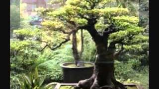 Bohdi Sanders - Japanese Garden Meditation