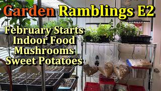 Growing Indoor Food, Mushroom Growing, What to Start Now in Feb, Updates (Garden Ramblings E2)