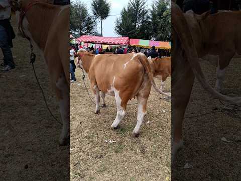 raza fleckvieh.  Feria santa cruz Cajamarca
