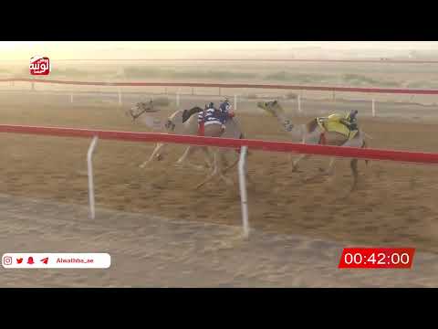  ش 8 (الشاهينيه) لـ جمعة محمد بن كراز السبوسي 2:21 ، شارة صندوق حلفه 2026/05/31 فطامين الجبيب