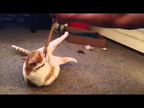 How I Encourage My Fat Cat to Exercise