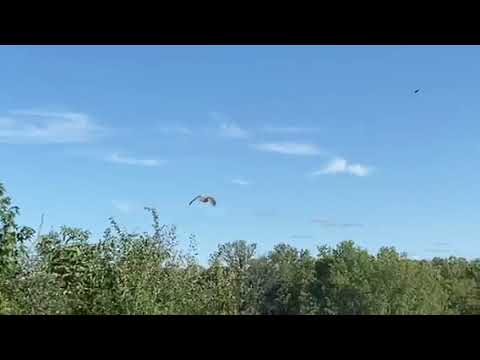 red tail hawk release
