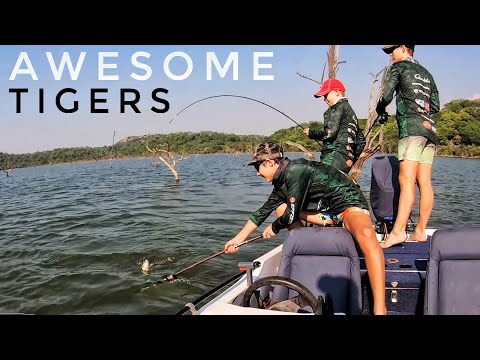 Catching Tigers for Translocation! (Zimbabwe Tigerfishing)
