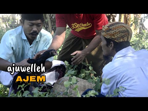 madura-lucu-ajuwelleh-ajem