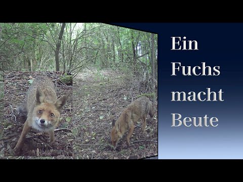 Fuchs, Dachs & Co  *Fuchs macht Beute*