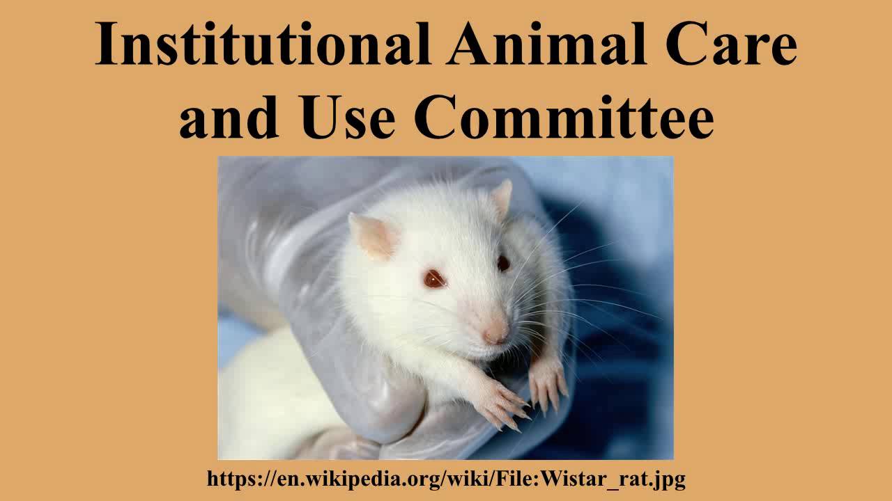 Institutional Animal Care and Use Committee