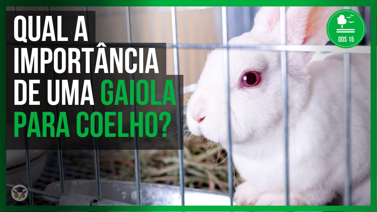 SÍTIO SUSTENTÁVEL com criação LUCRATIVA de COELHOS, tem até COELHO GIGANTE.