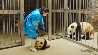 Panda Mama Does The Most “Mom” Thing Ever When Baby Returned To Cage by Did You Know Animals?