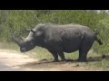 Rhino Mark Its Territory