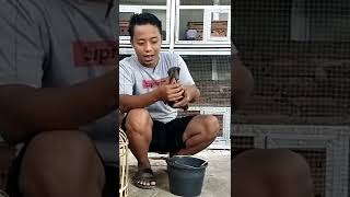 Download lagu MERPATI TETELO SEMBUH PAKE BAWANG PUTIH mp3