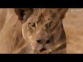 Lion King Defeated By The Strong Buffalos Buffalo Herd Save Fellow From Lion Pride Hunting