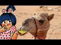 Amul S Camel Adventure
