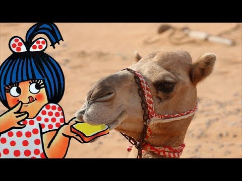 Amul’s Camel Adventure