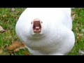 If You Laugh You Legally Become A Rotisserie Chicken