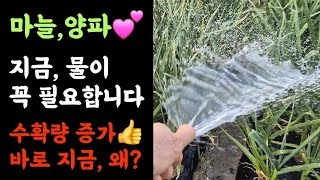 텃밭, 마늘&양파????물주기 지금이 가장 중요???? 수확량 증가  바로 지금, 왜?