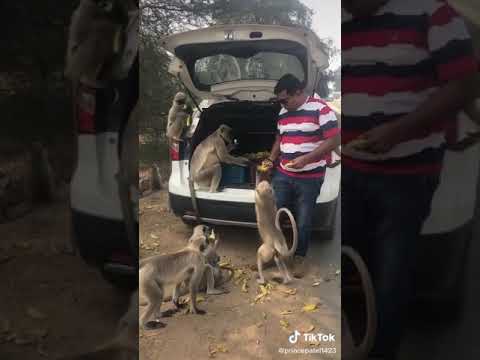 Gfhdhcvsbxbxbbx dhgfh viresh