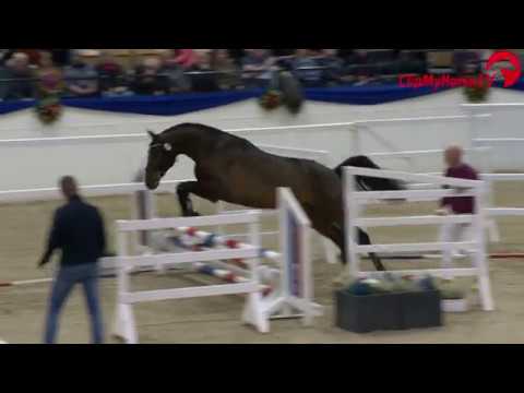 Holsteiner Körung 2019 - Nr. 42 Dubliner