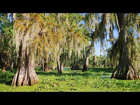 Louisiana Swamp -  Alligators and Cypress with Spanish Moss at Lake Martin, Lafayette LA