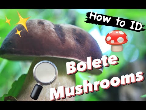 How to Identify Bolete Mushrooms: 5 Steps to ID