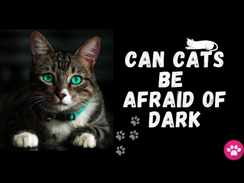 Can cats be afraid of dark? | Are kittens scared of dark? |