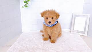 ハーフ犬の動画01