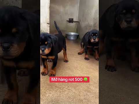 #rottweiler #becgie #rottweilerdog #rottweilerpuppy #chobecgiebi #traicho #pets #k9