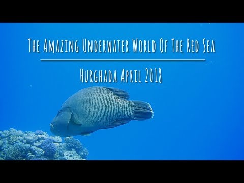 Diving Hurghada | The Amazing Underwater World Of The Red Sea