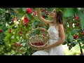 Season Of Juicy Jambu Harvests Cooking And The Long Days Of Summer