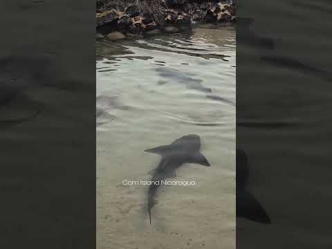 Nicaragua || Corn Island #nicaragua #ar #blogs