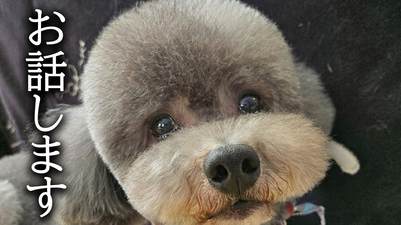 【ご報告】非常に残念なお知らせがあります...