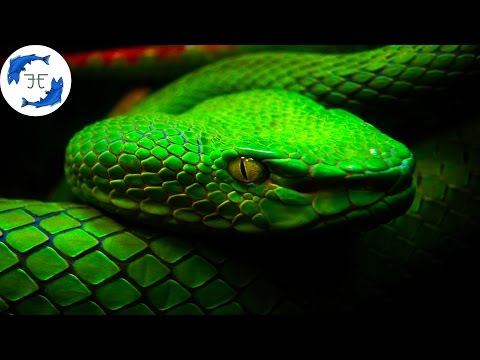 15 Most Venomous Animals on Earth
