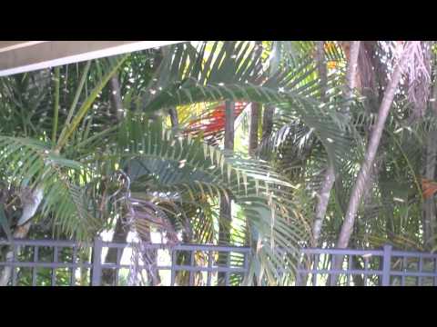 Killer Bees invade my home