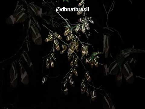 Borboletas dormindo - local: Teresópolis de Goiás - GO