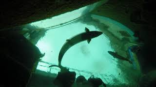 4 Dive Show Time lapse