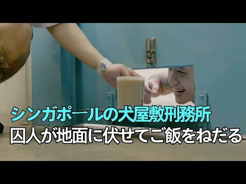 シンガポールの猫