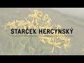 Starček Hercýnský Poklady Krkonošské Přírody 2