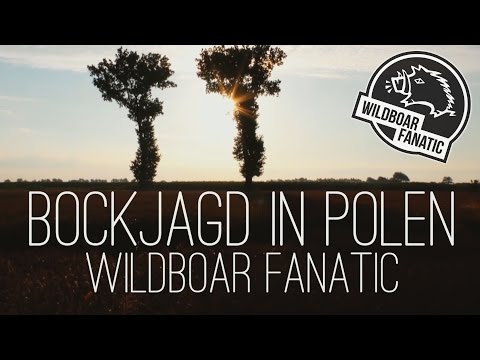 Bockjagd in Polen 2016 - Roebuck hunting in Poland 2016