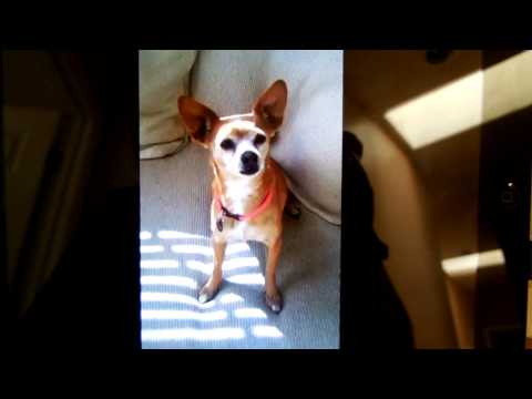 Ginger- great walking partner!, an adopted Chihuahua & Miniature Pinscher Mix in Long Beach, CA_image-1