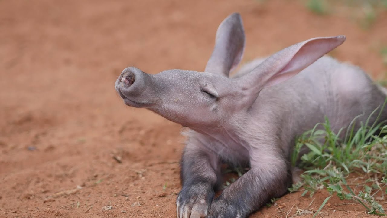 Mammalian Diversity Part 3: Placentals