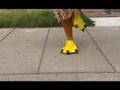 Why Did The Chicken Cross The Road Pandora S Box Theatre