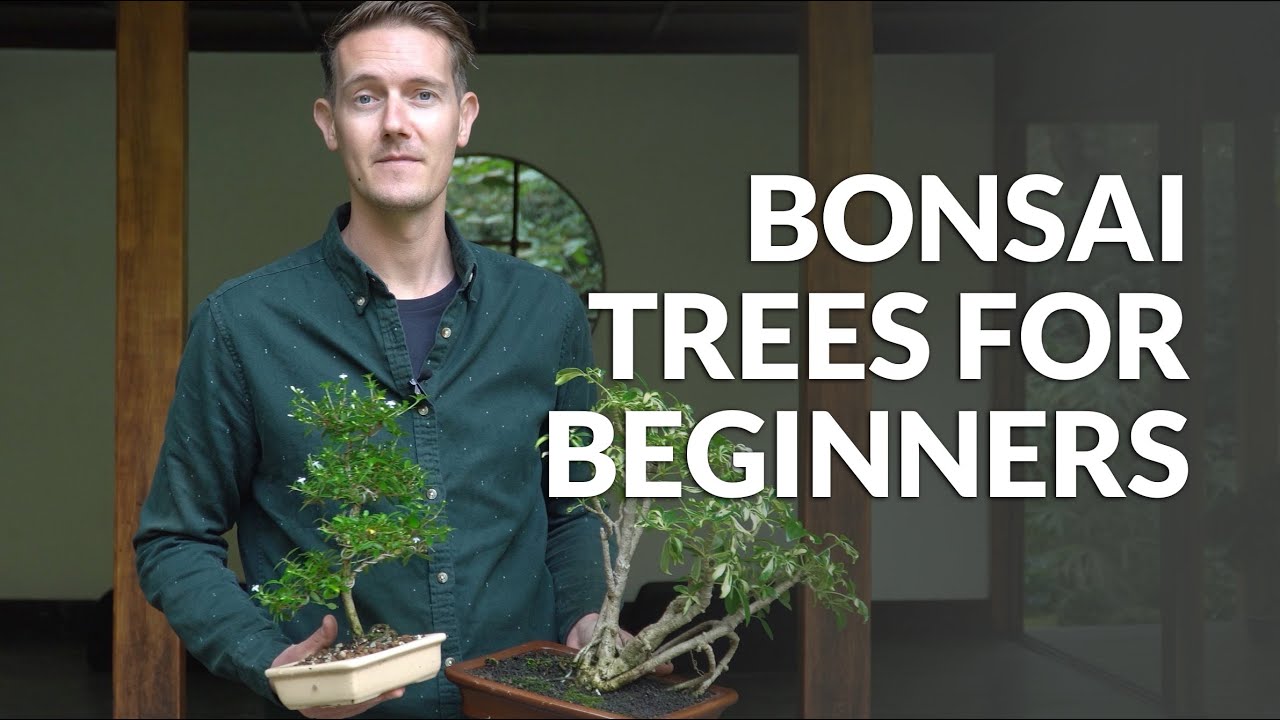 Bonsai trees for Beginners