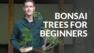 Download lagu Bonsai trees for Beginners mp3 Download lagu Bonsai trees for Beginners mp3