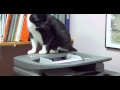 Tuxie The Cat Runs DS Plumbing Ottawa